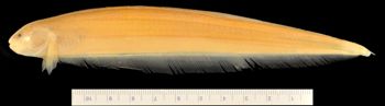 Media type: image;   Ichthyology 164198